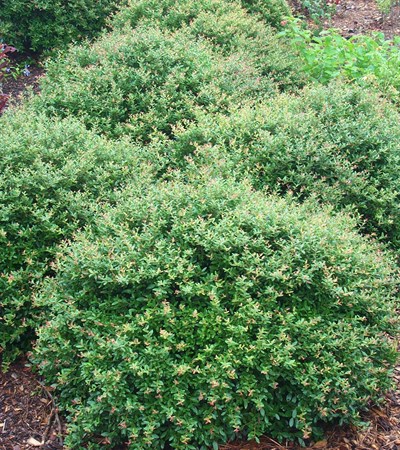 Dwarf Yaupon Holly Schillings